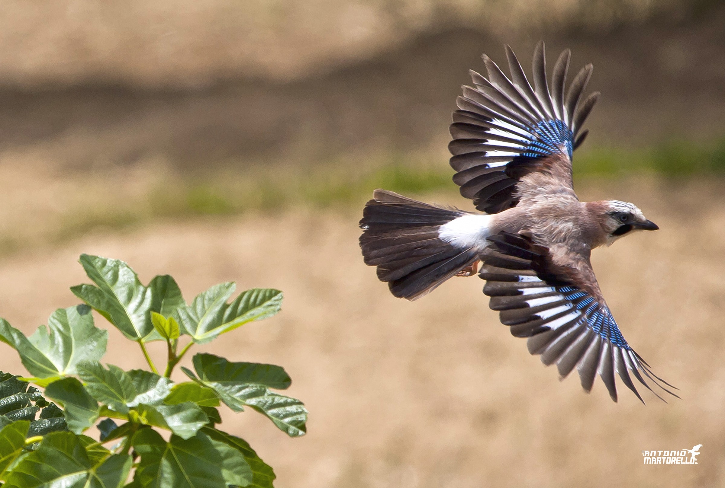 Jay in flight