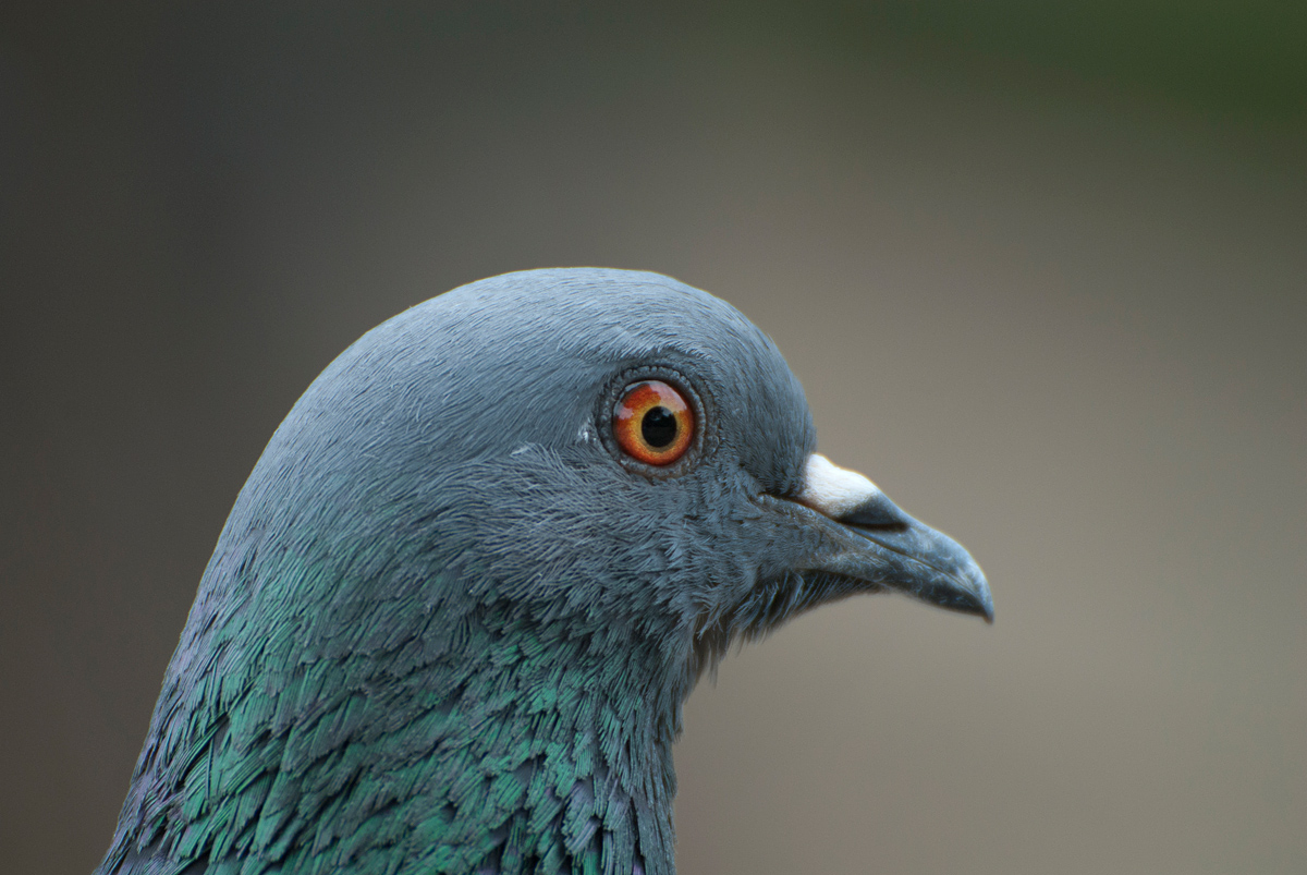 columba