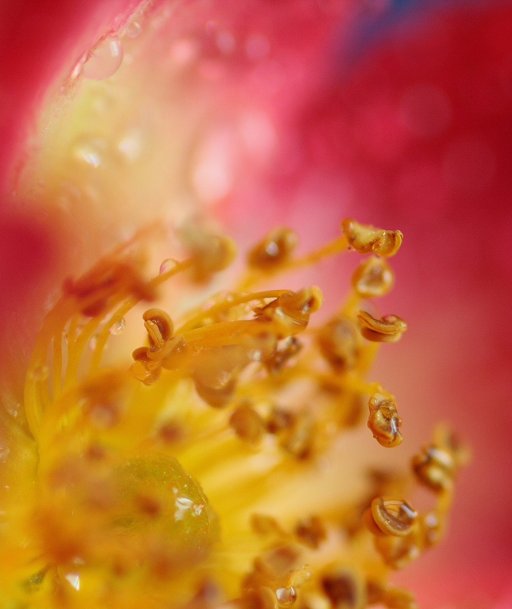 il fascino del macrofiori