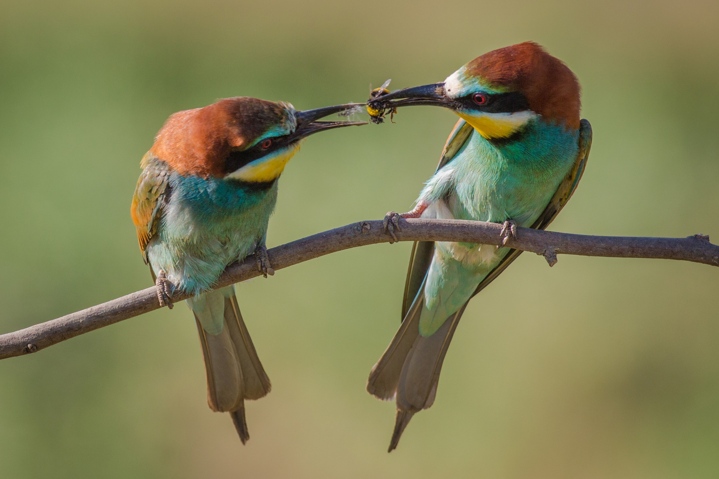 With love, your bee-eater