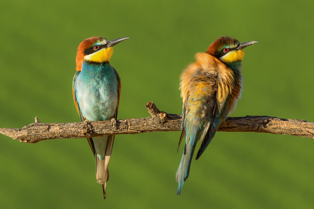 bee-eaters
