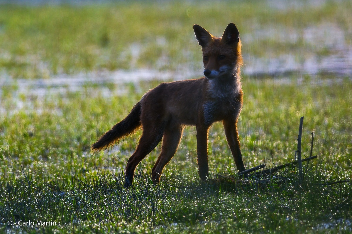 First exciting encounter with the fox