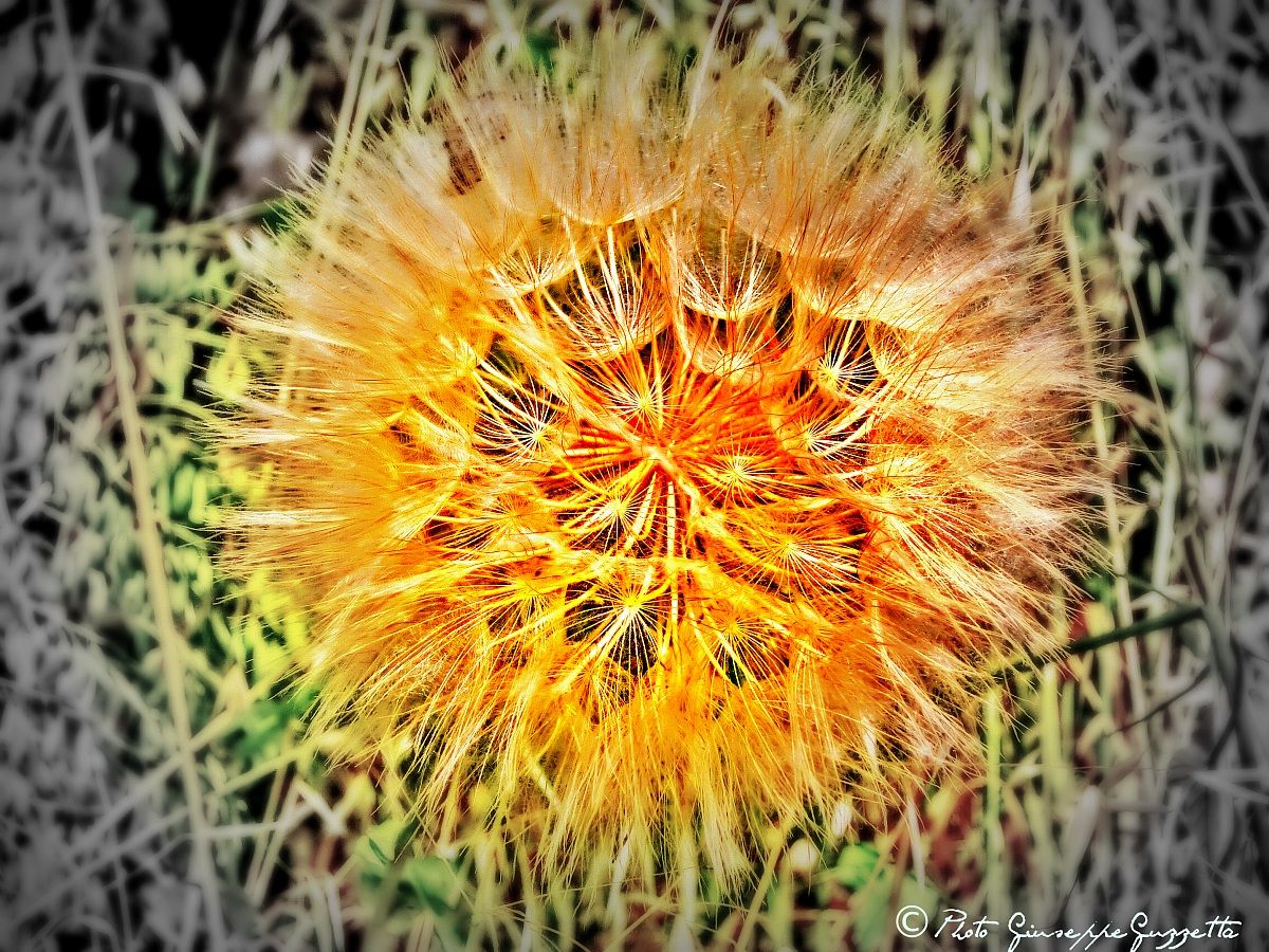 dandelion