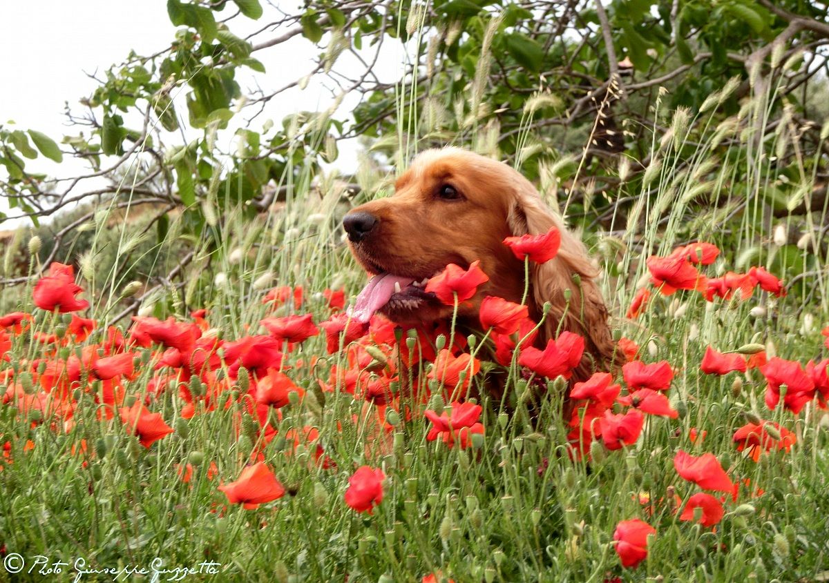 poppies and cocker