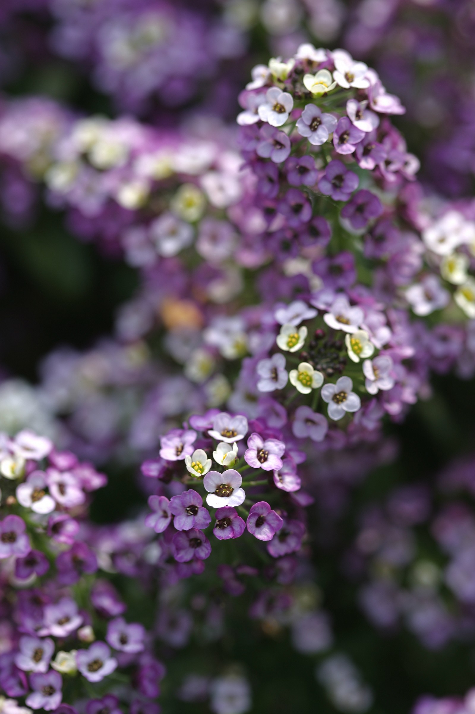 Lobularia Maritima