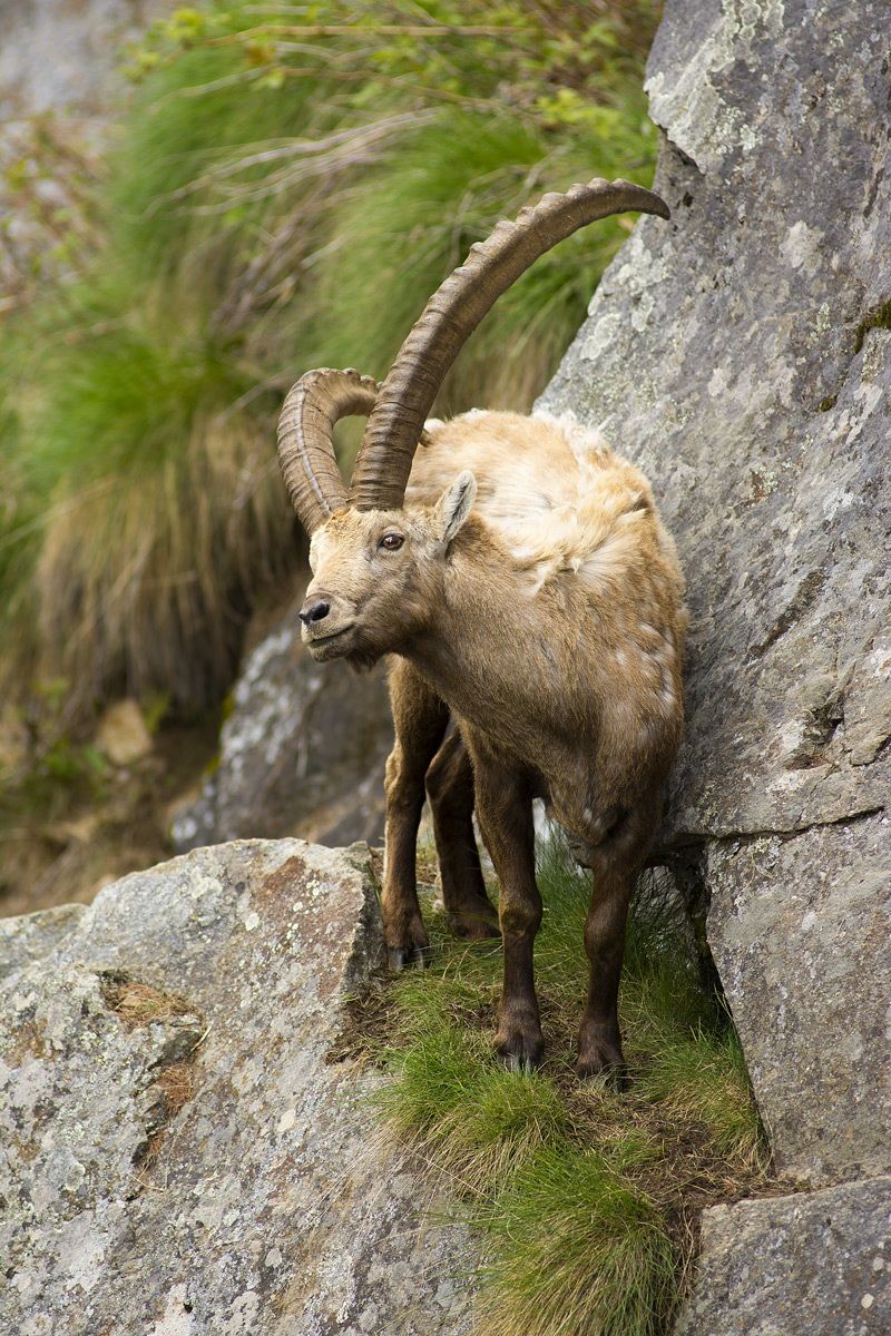 Ibex