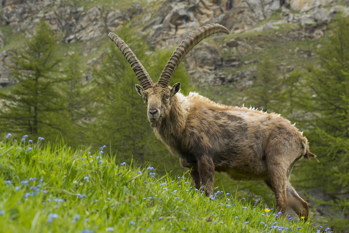 Ibex