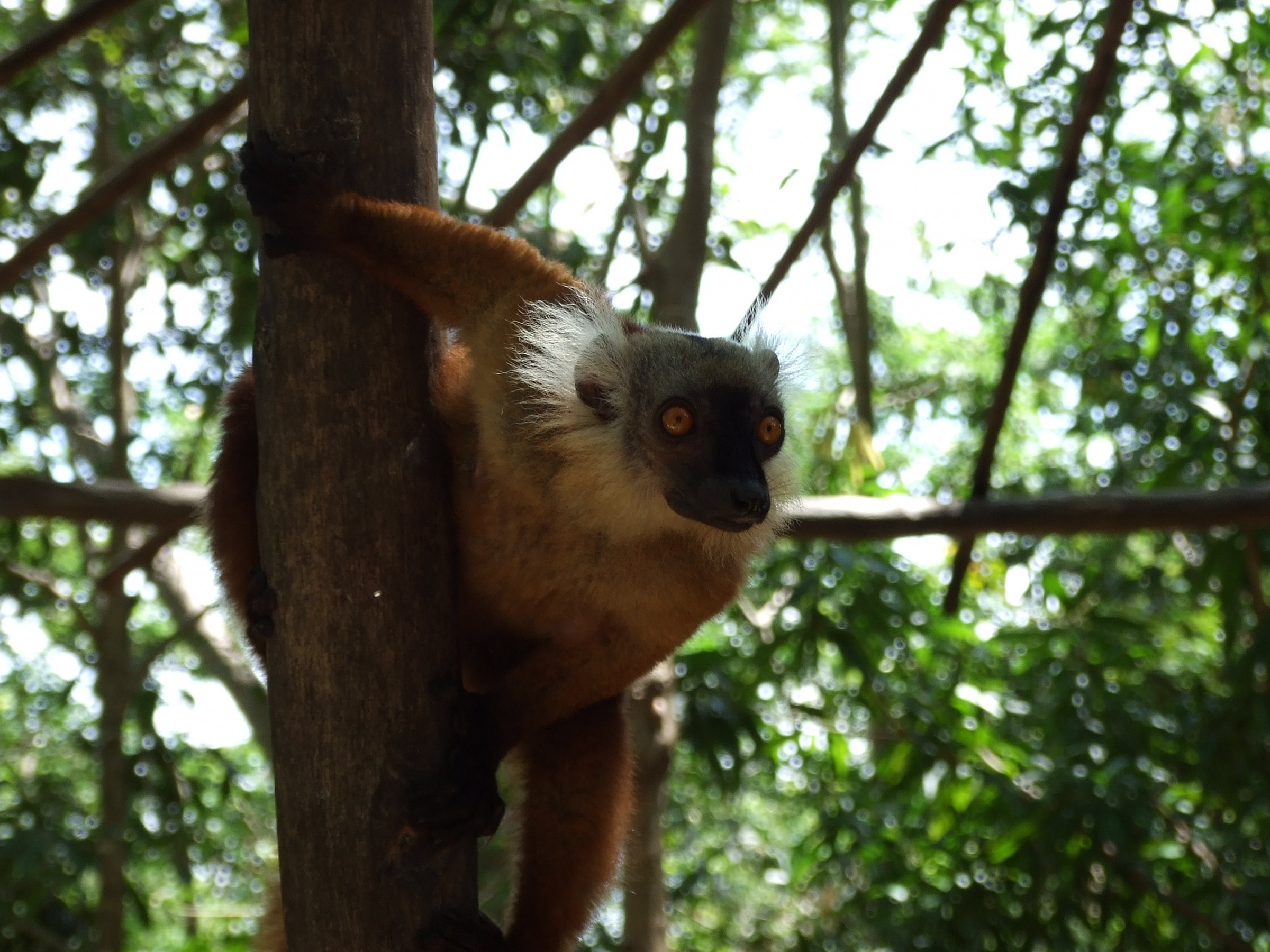 Lemure del Madagascar