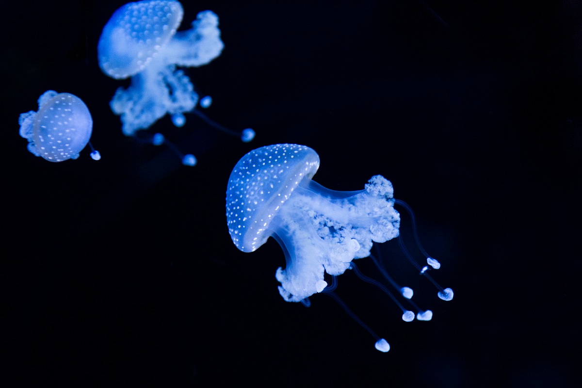 Jellyfish