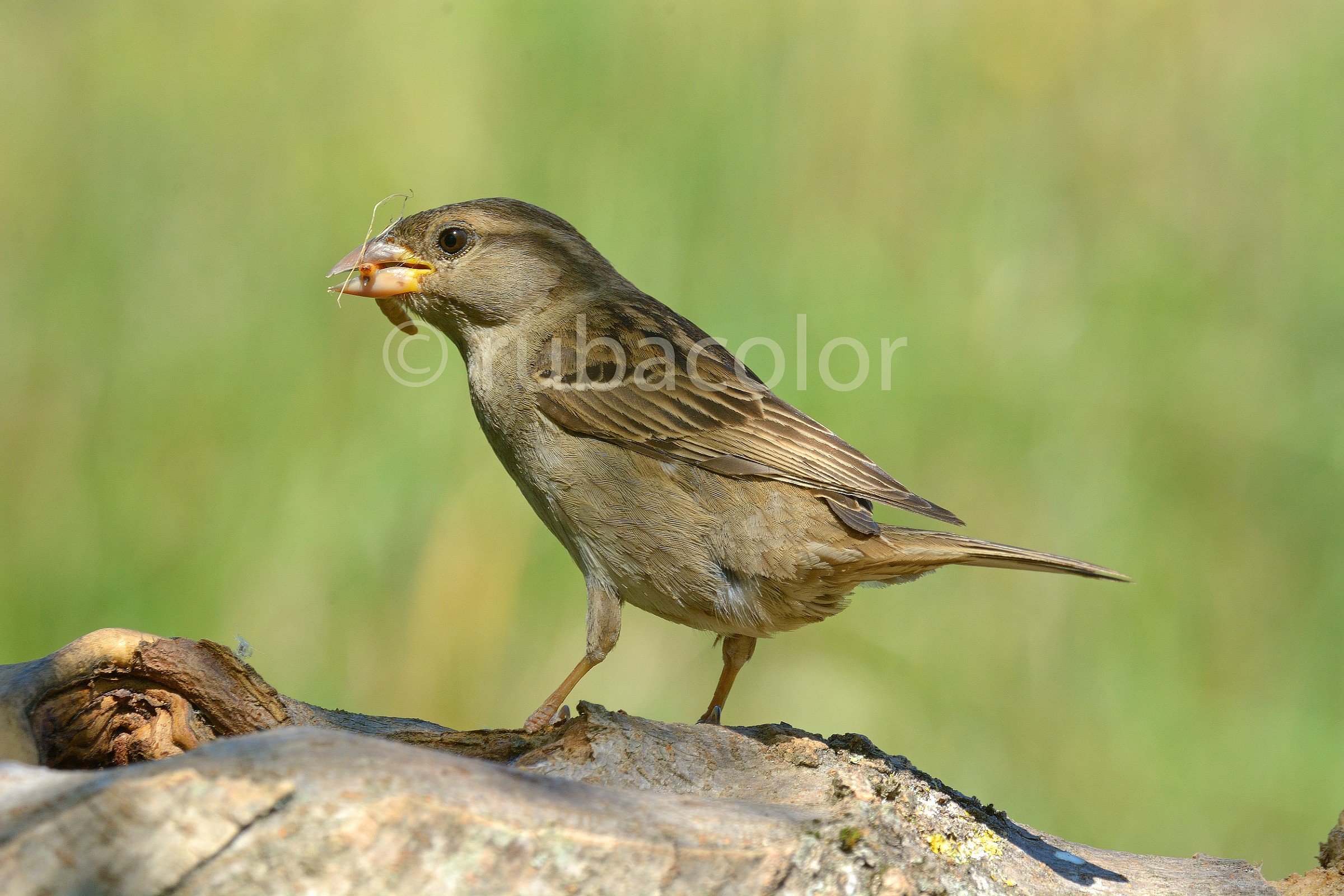 Il cambio di dieta del passero