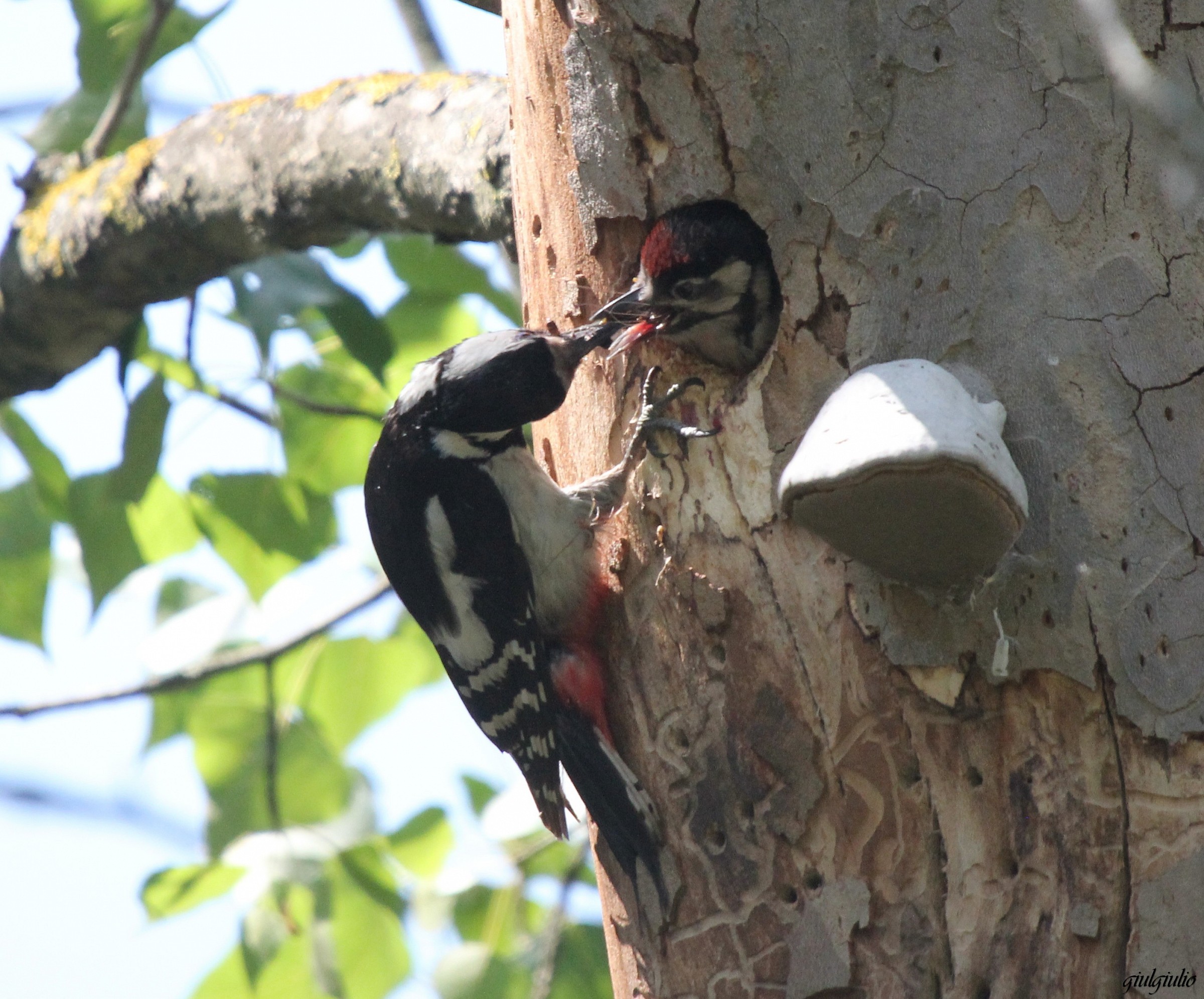 mamma picchio imbecca