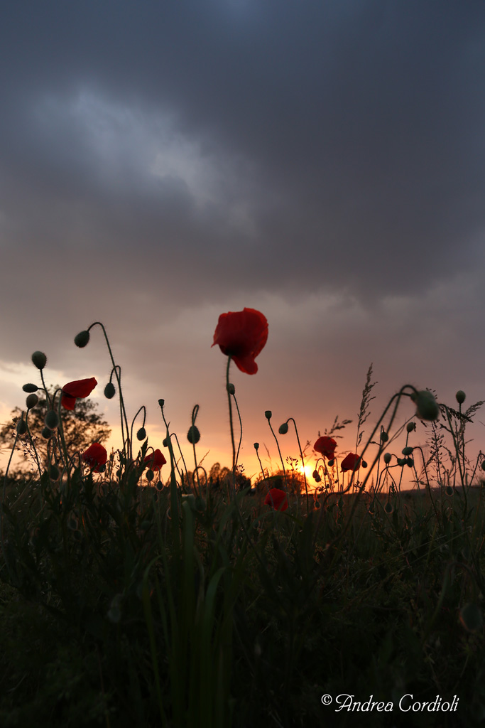 papaveri1