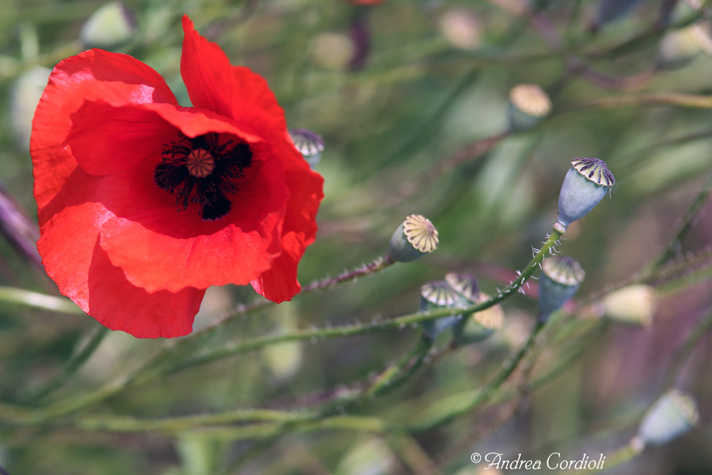 papaveri3