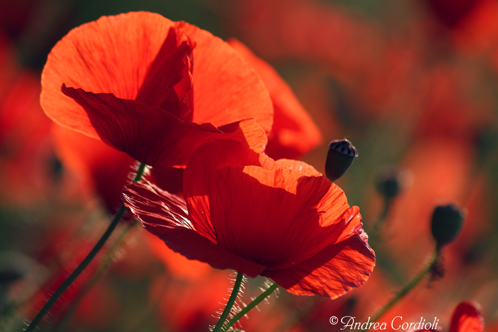 papaveri7