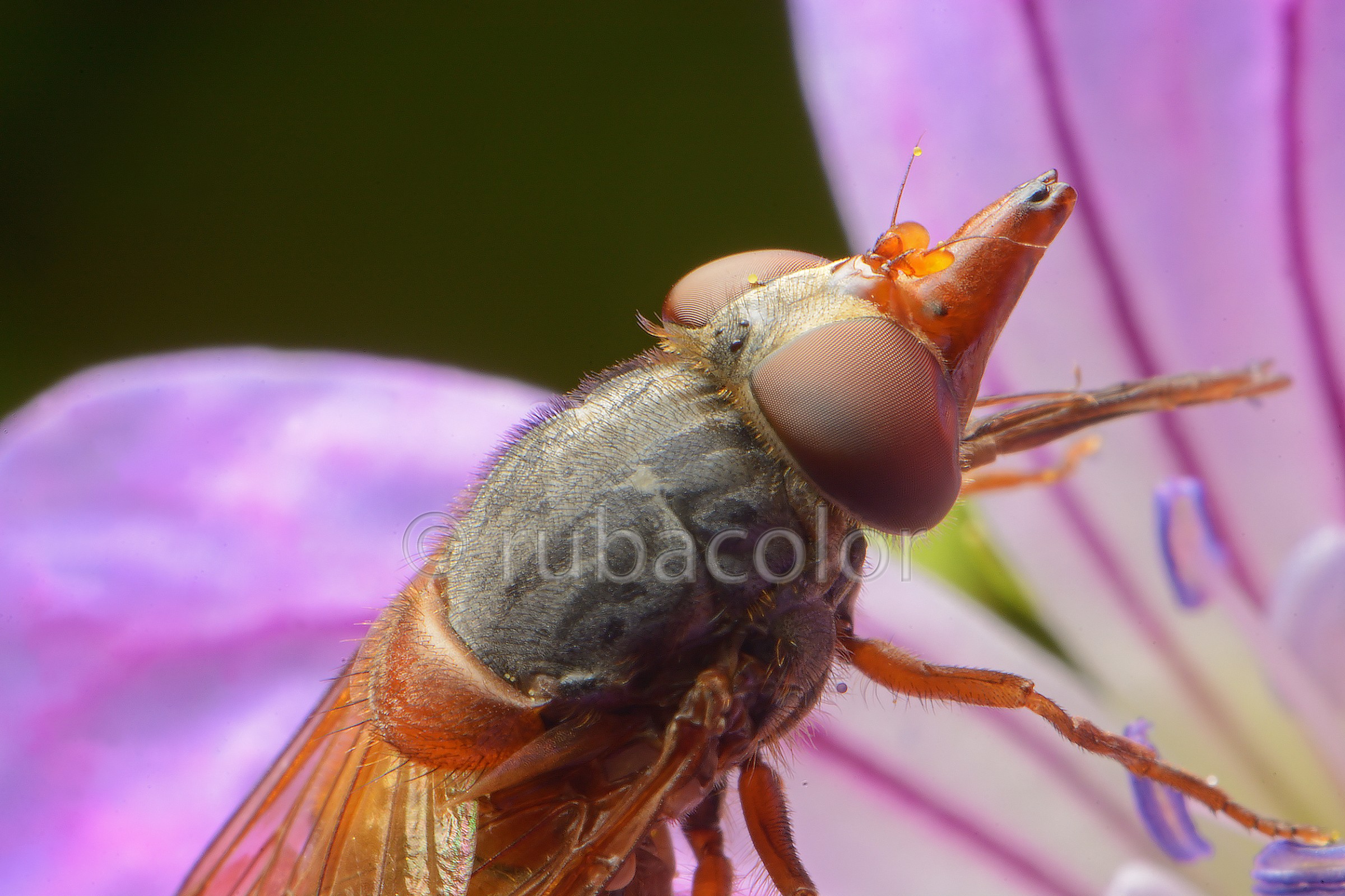 Una moschina con naso grosso