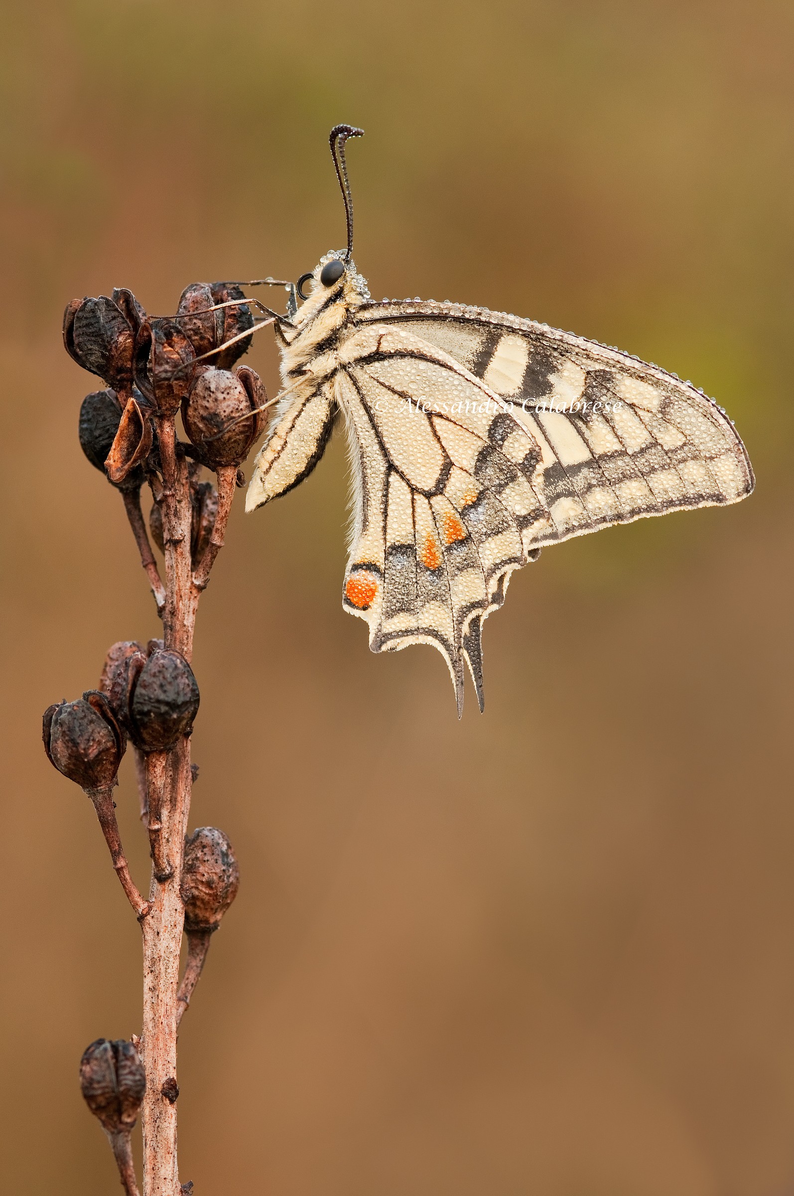 Papilio machaon