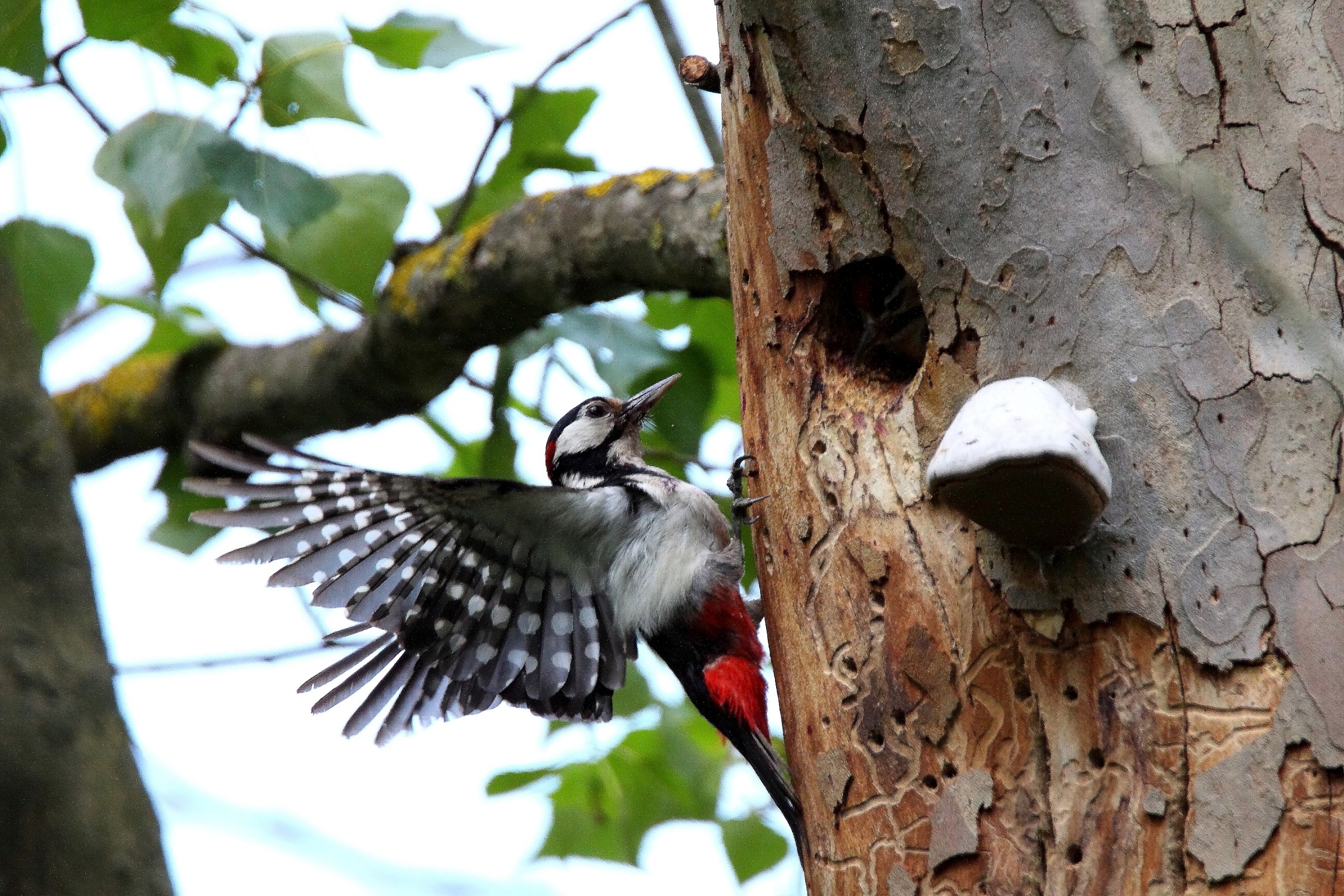 woodpecker