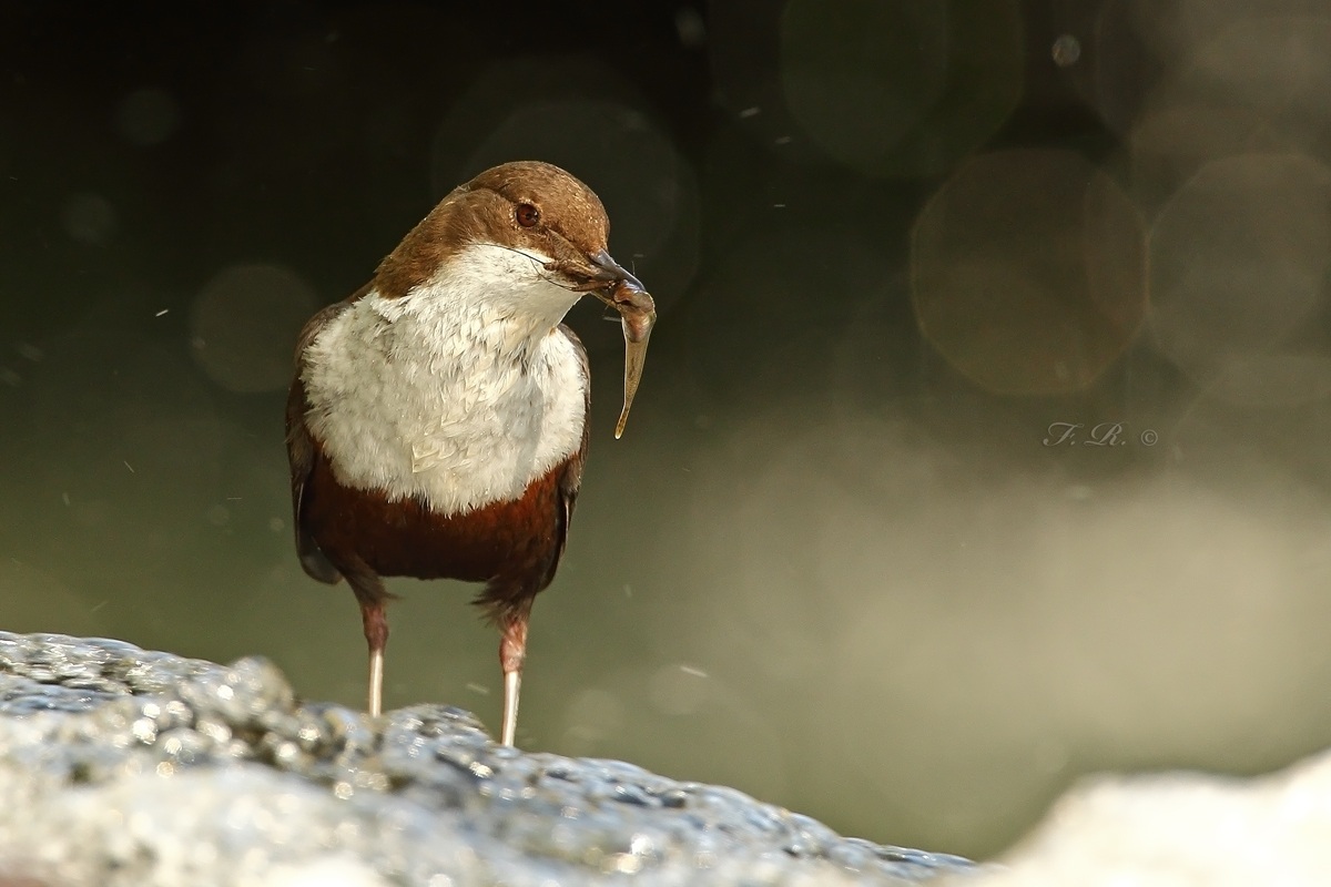 Dipper