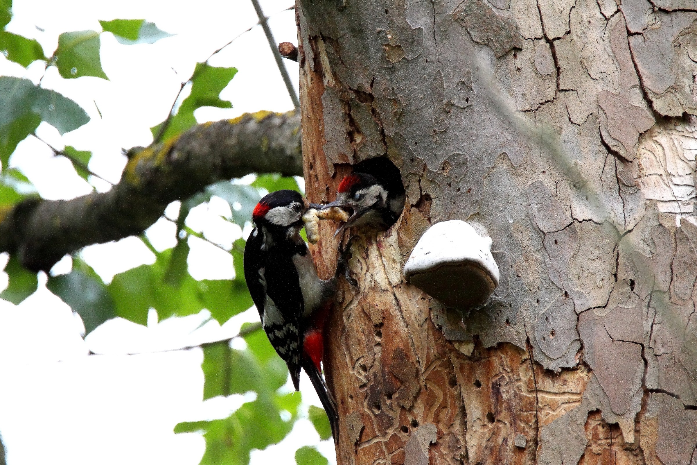 pichio rosso che imbecca il piccolo