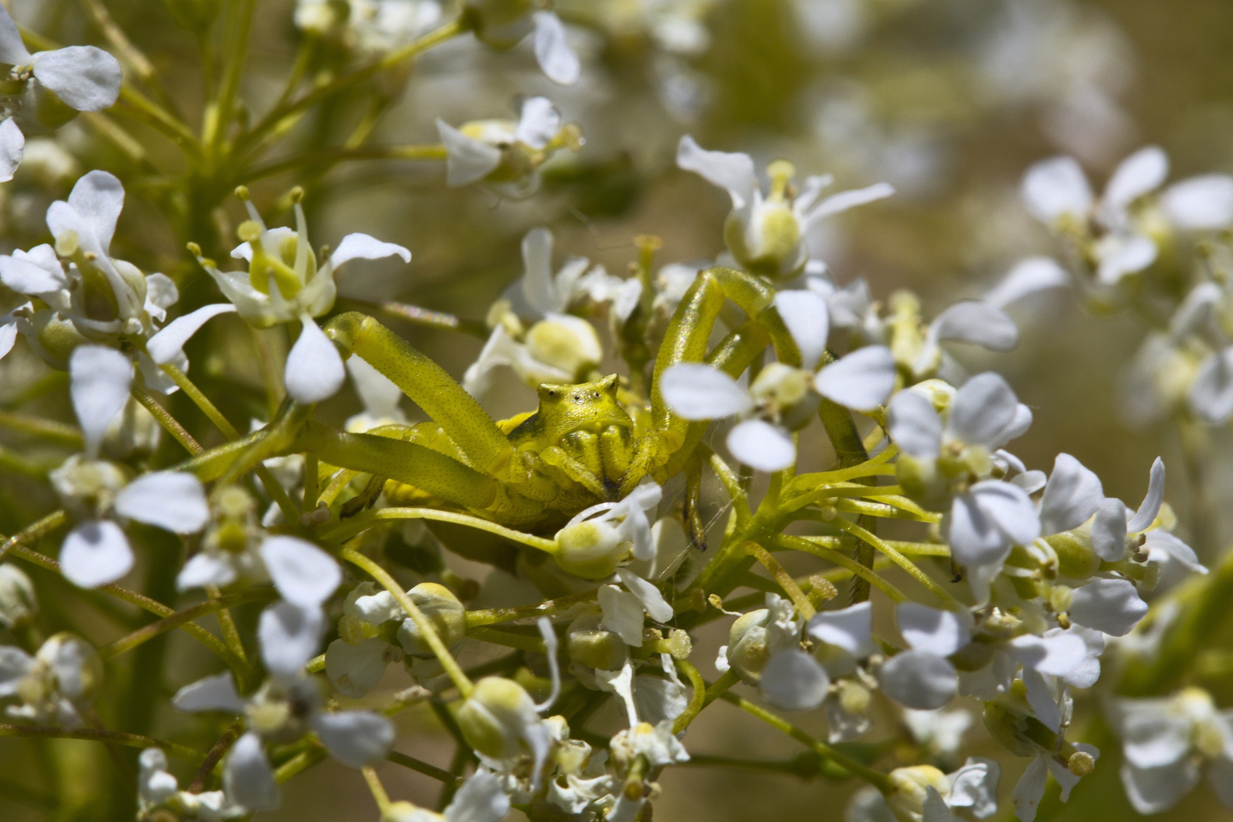 Ragno tomiside pronto all'agguato!!!
