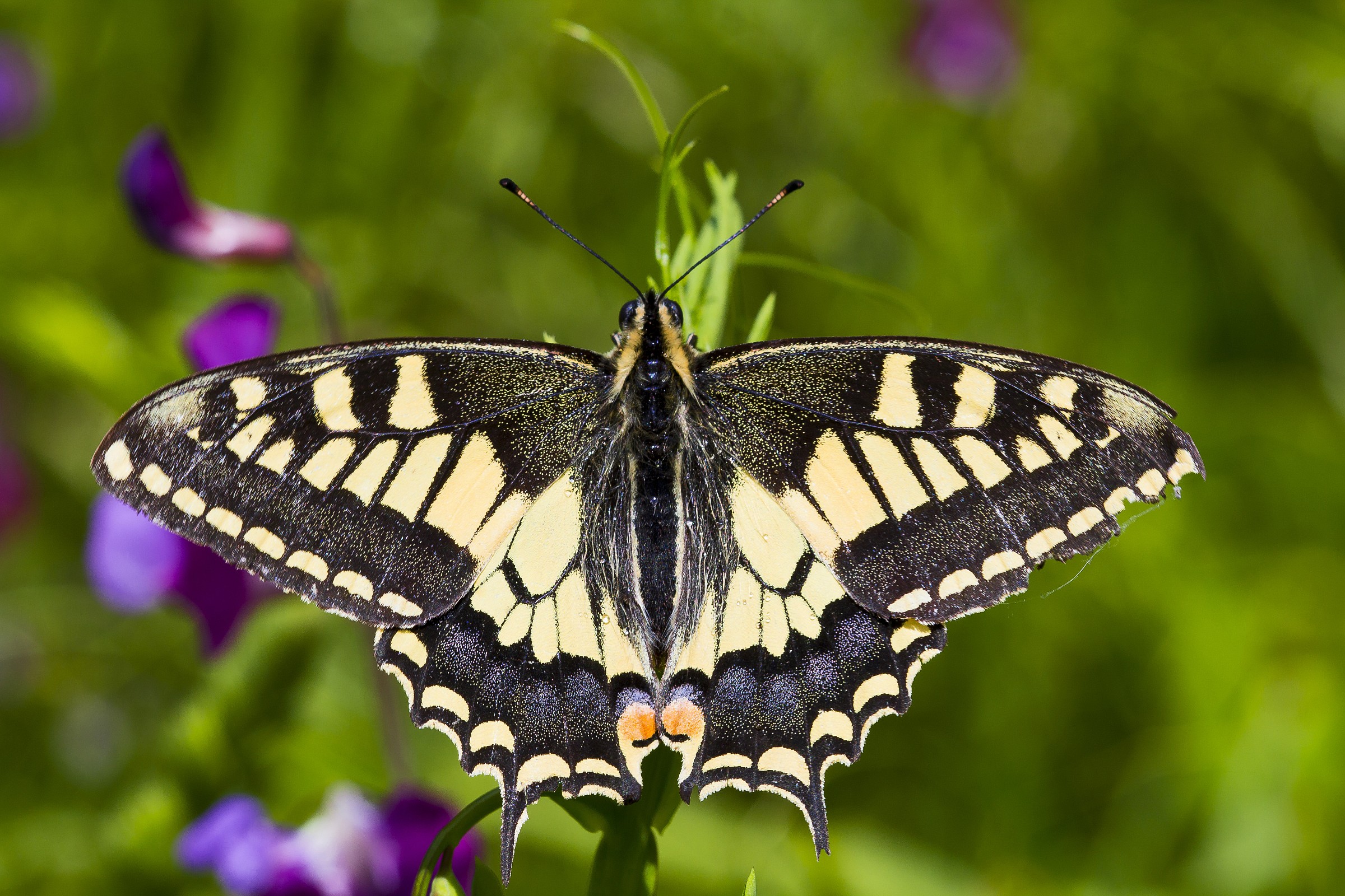 Macaone un po' debilitato