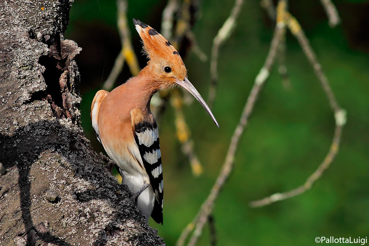 Hoopoe (Hoopoe epops)