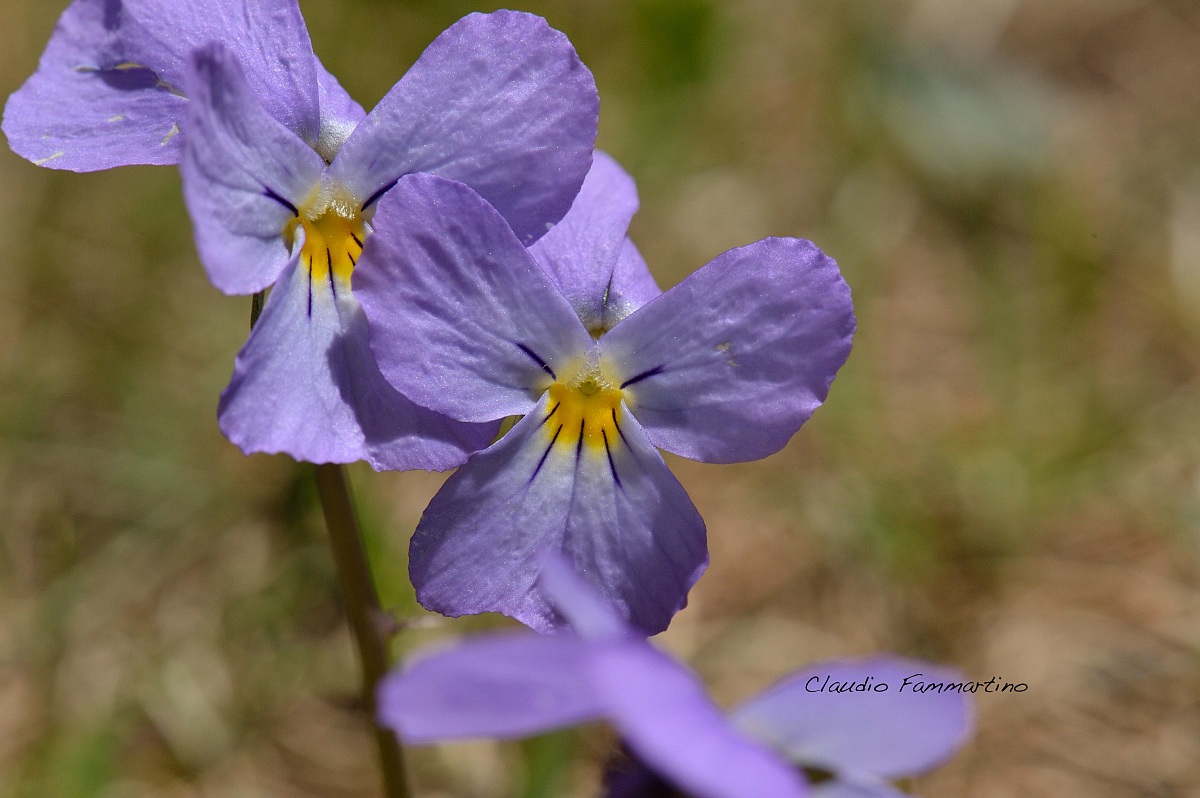 violets