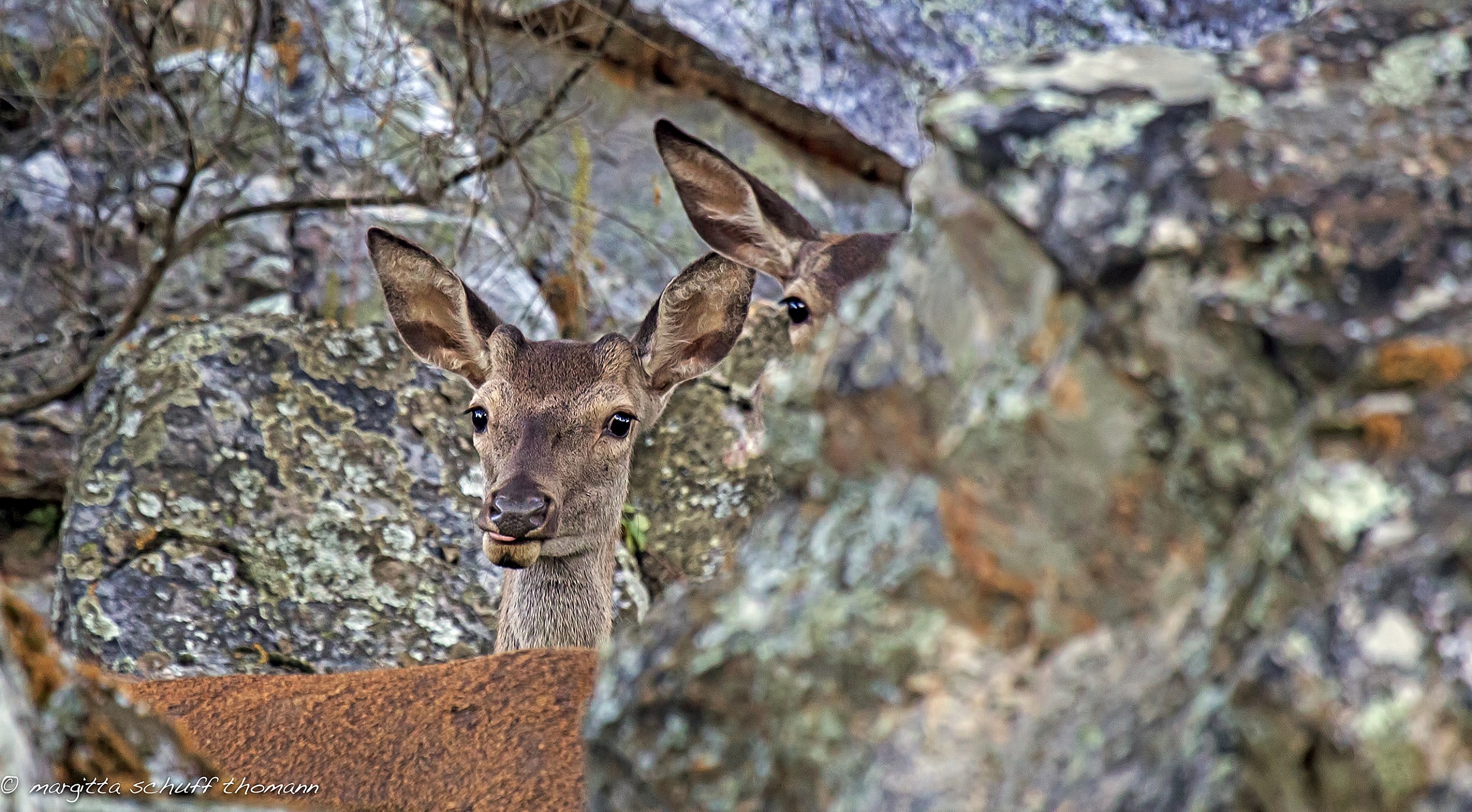 inaspettata sorpresa