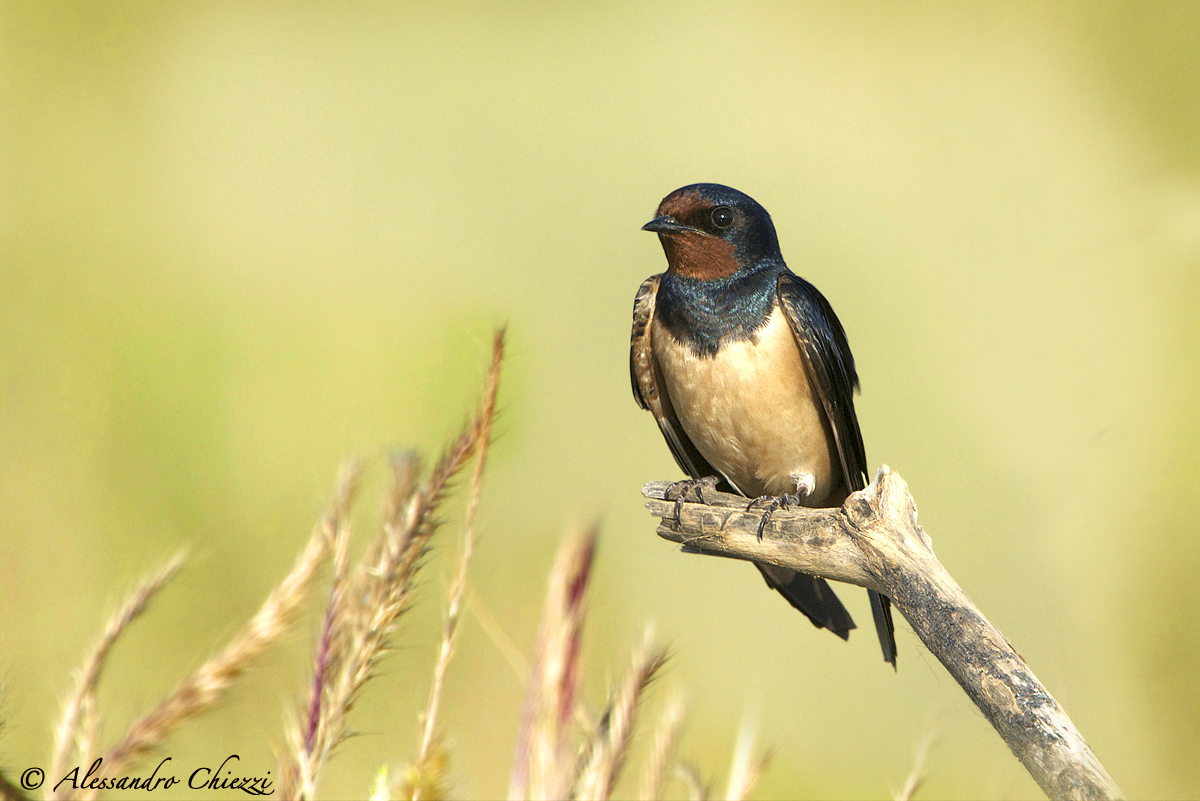 One swallow at sunset