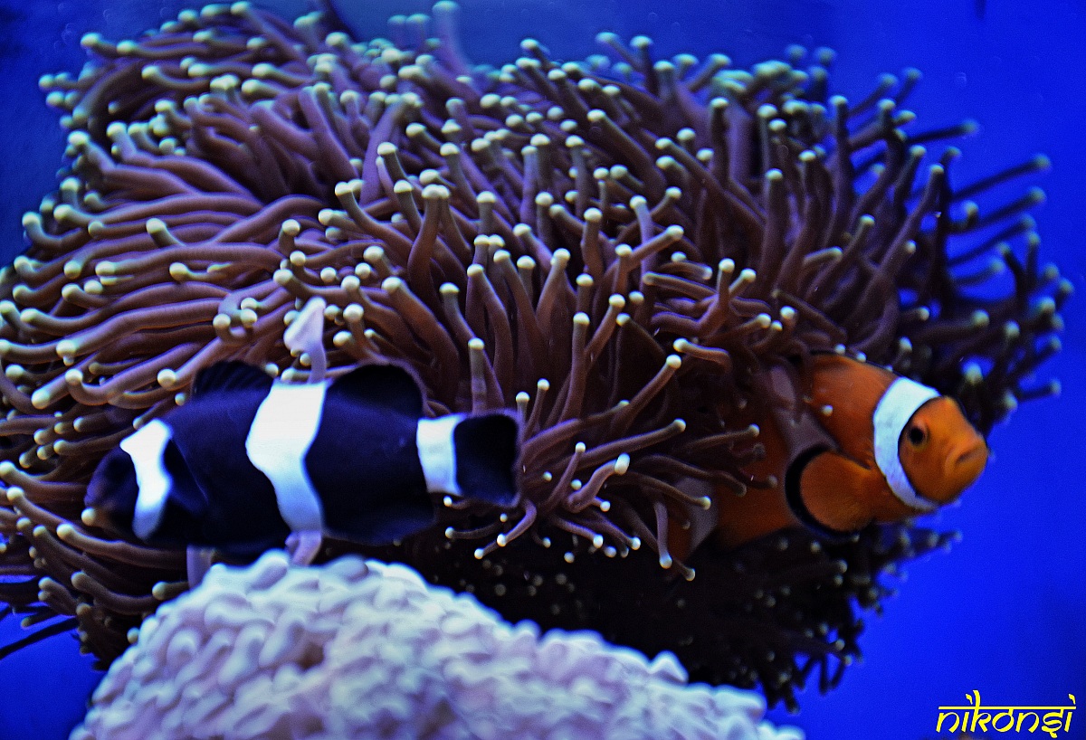 Clownfish in symbiosis with a Euphyllia