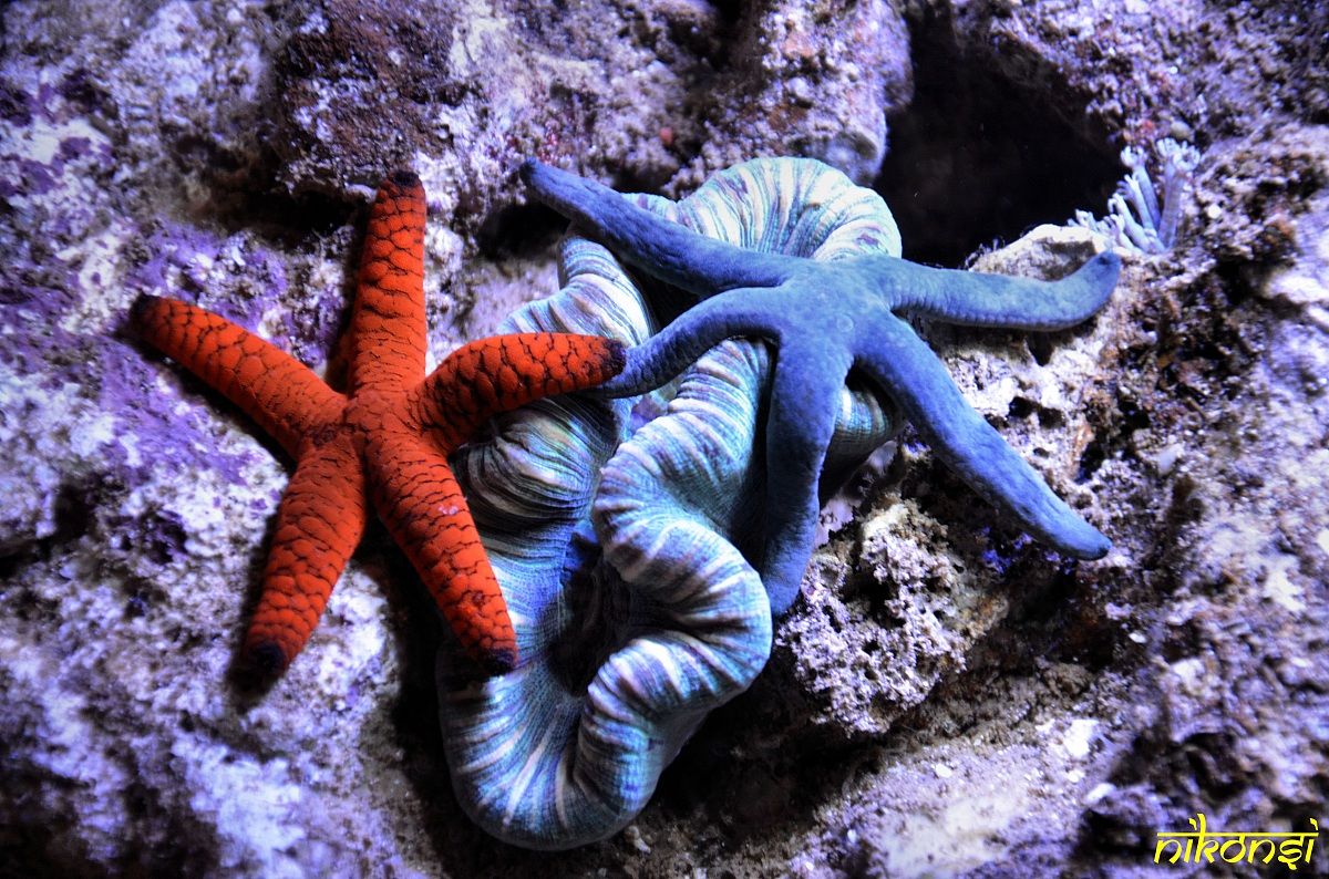 Stars on coral