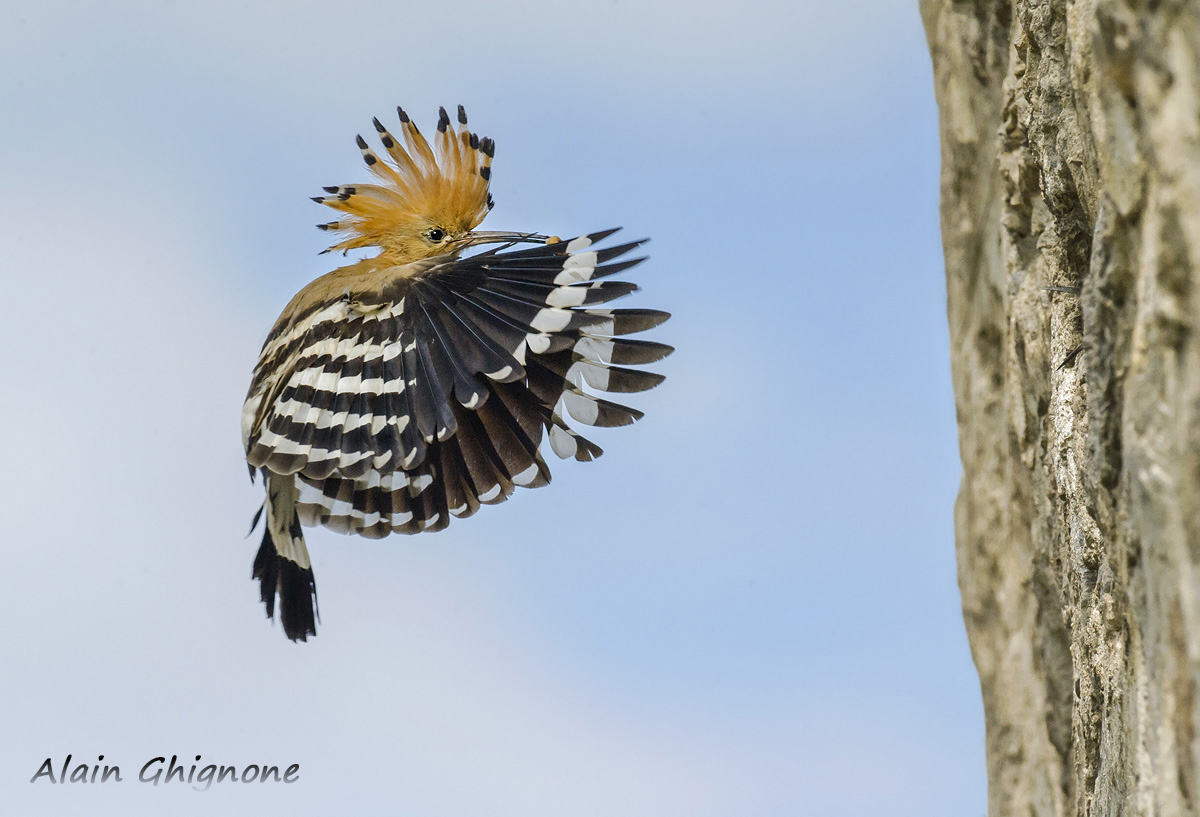 hoopoe incoming