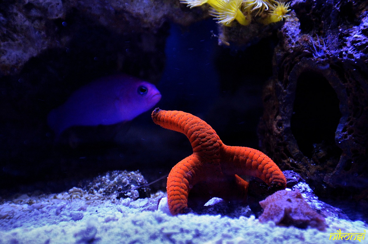 Starfish ... "caressing" the fish