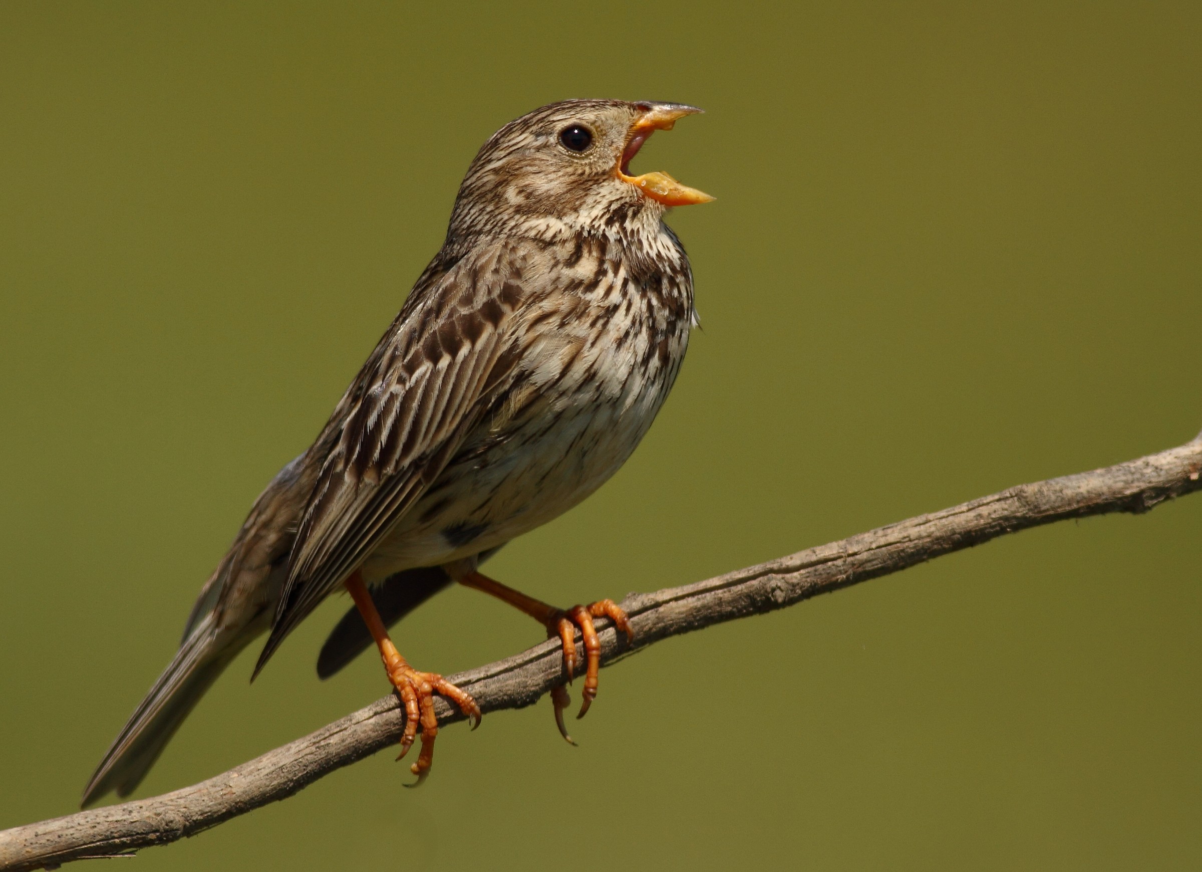 Corn Bunting (Emberiza calandra)