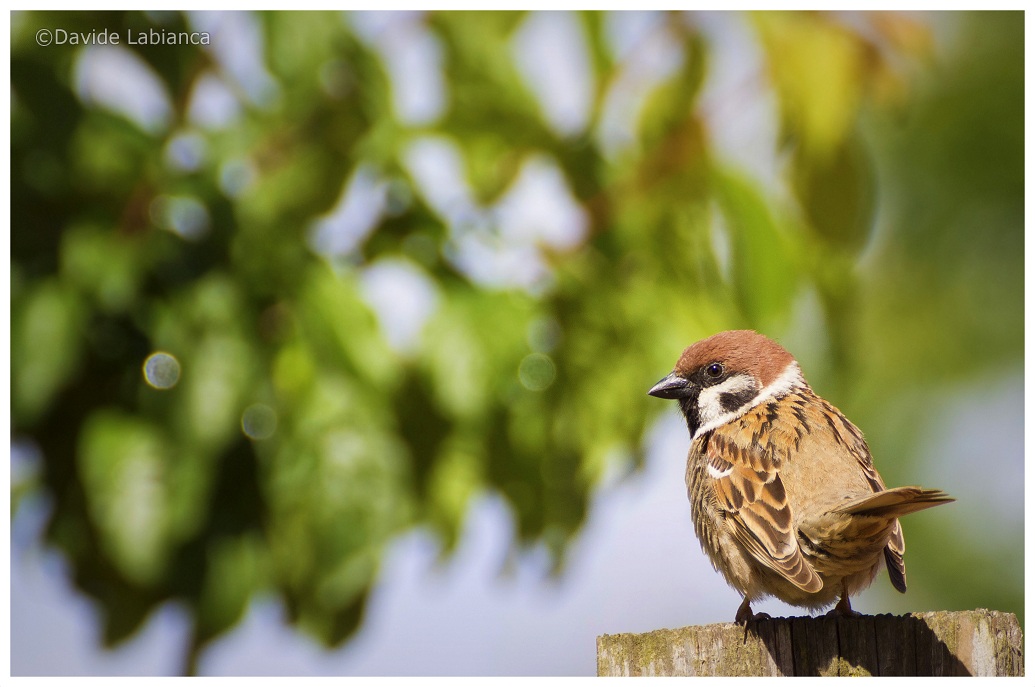 Tree Sparrow