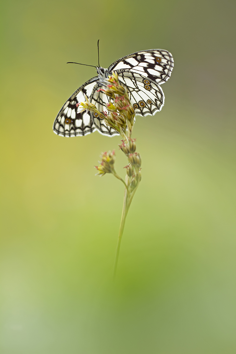 melanargia ines