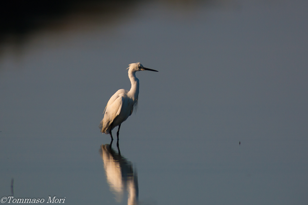 Egretta garzetta