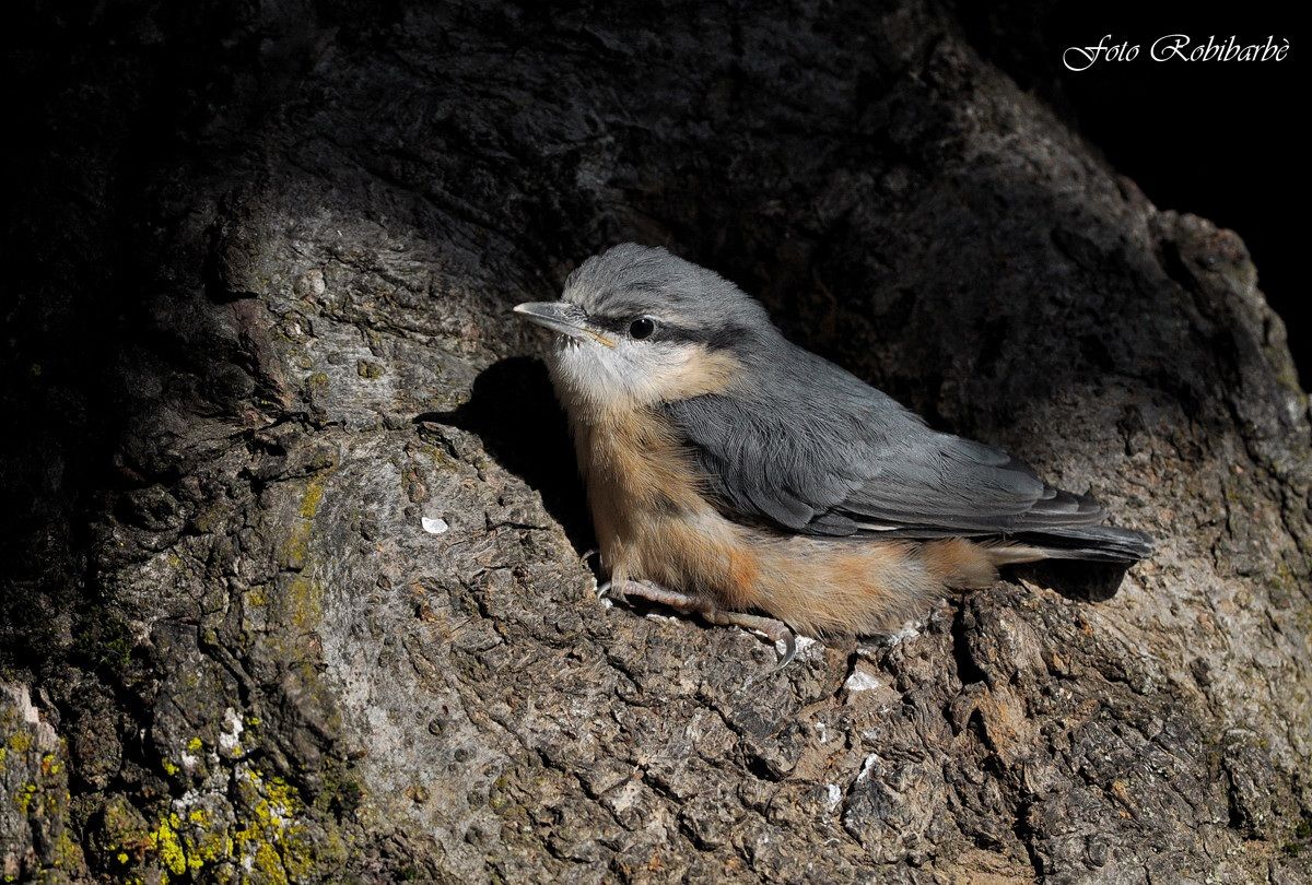 Picchio muratore......