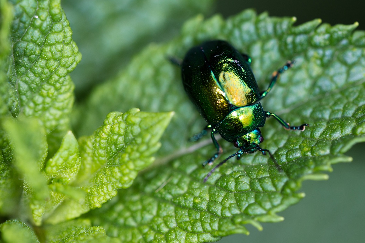 Gastrophysa viridula