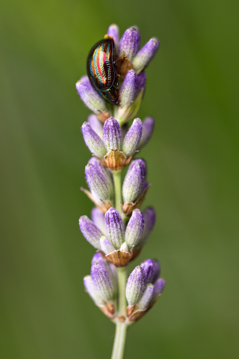 Chrysolina americana