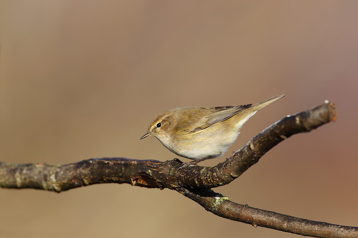 Phylloscopus collybita Vieillot
