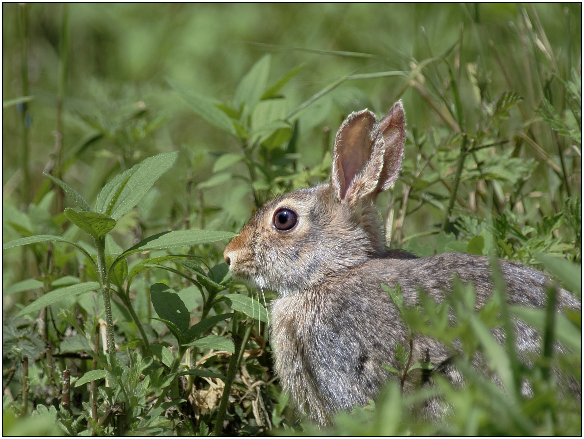Leveret