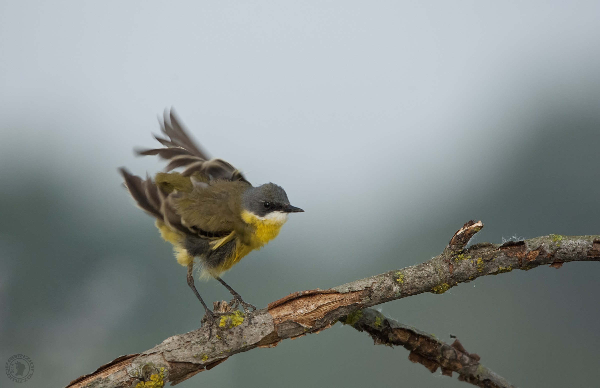 Yellow Wagtail - Motacilla flava