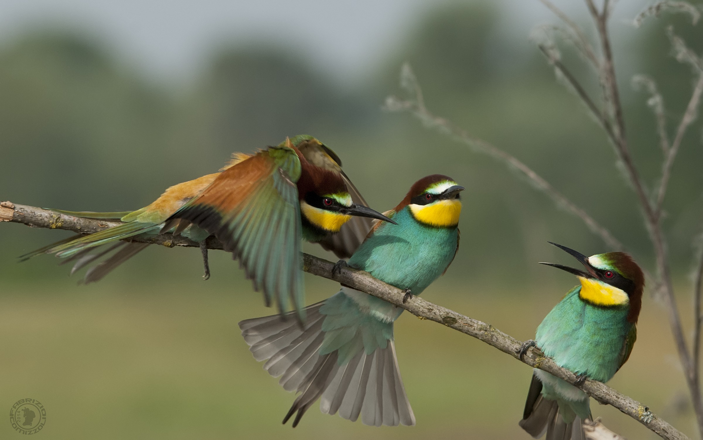 Bee-eaters - Bee-eater Merops