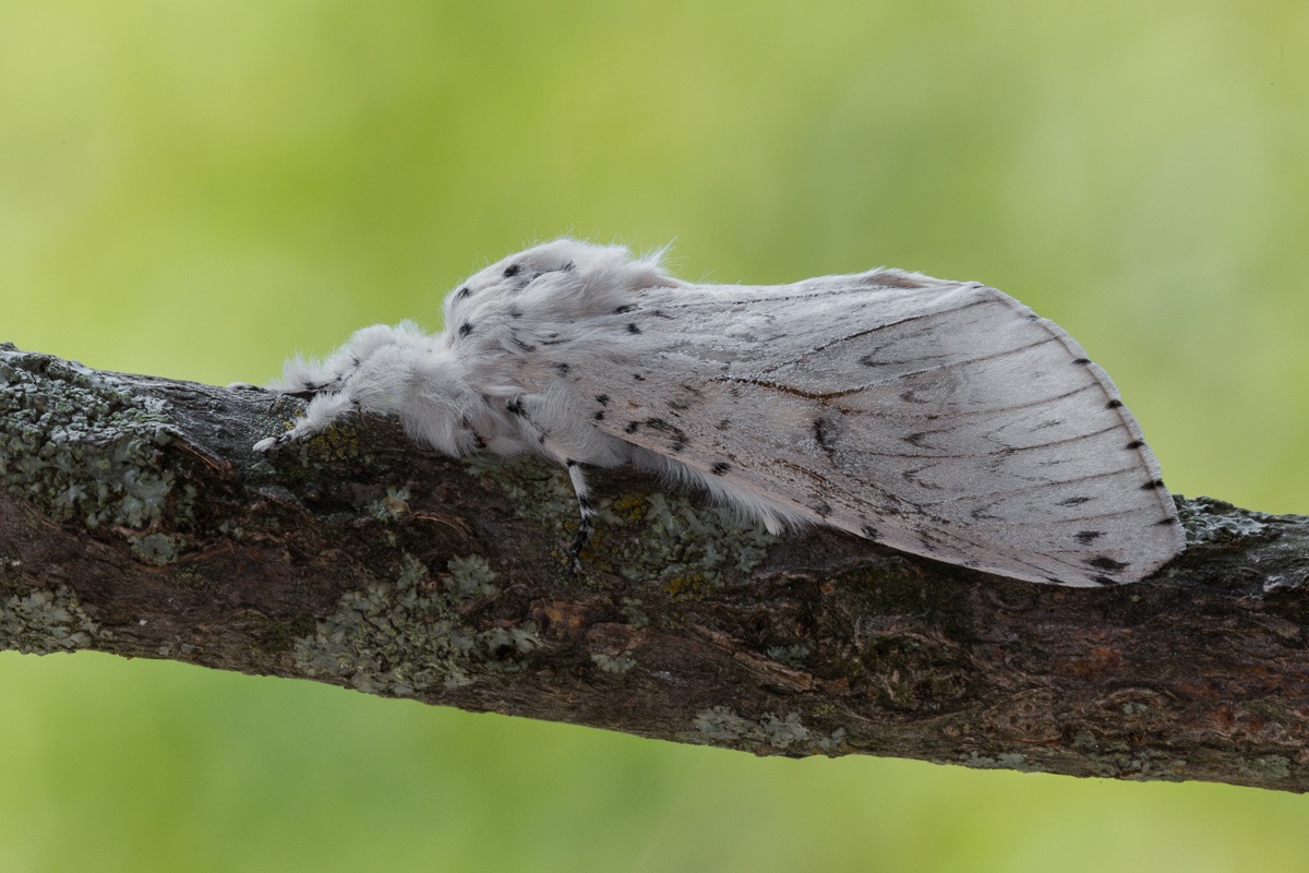 Female Cerura white (Cerura erminea)
