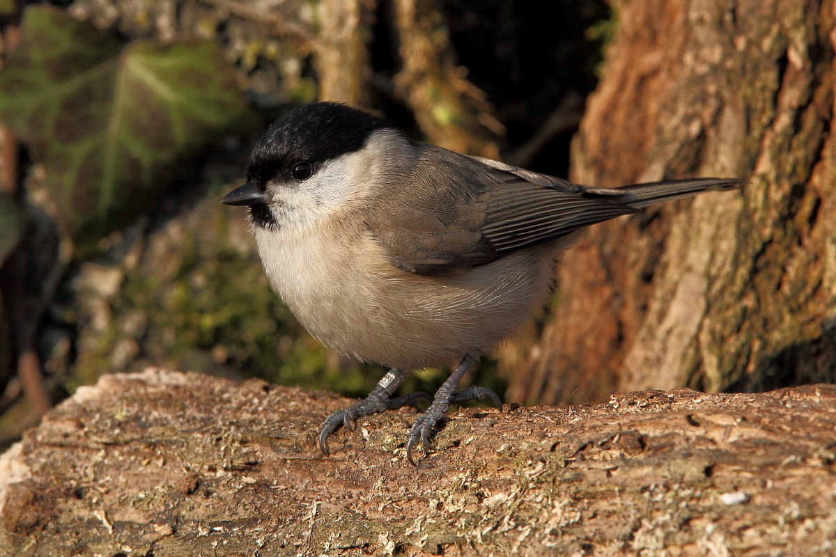 marsh tit,