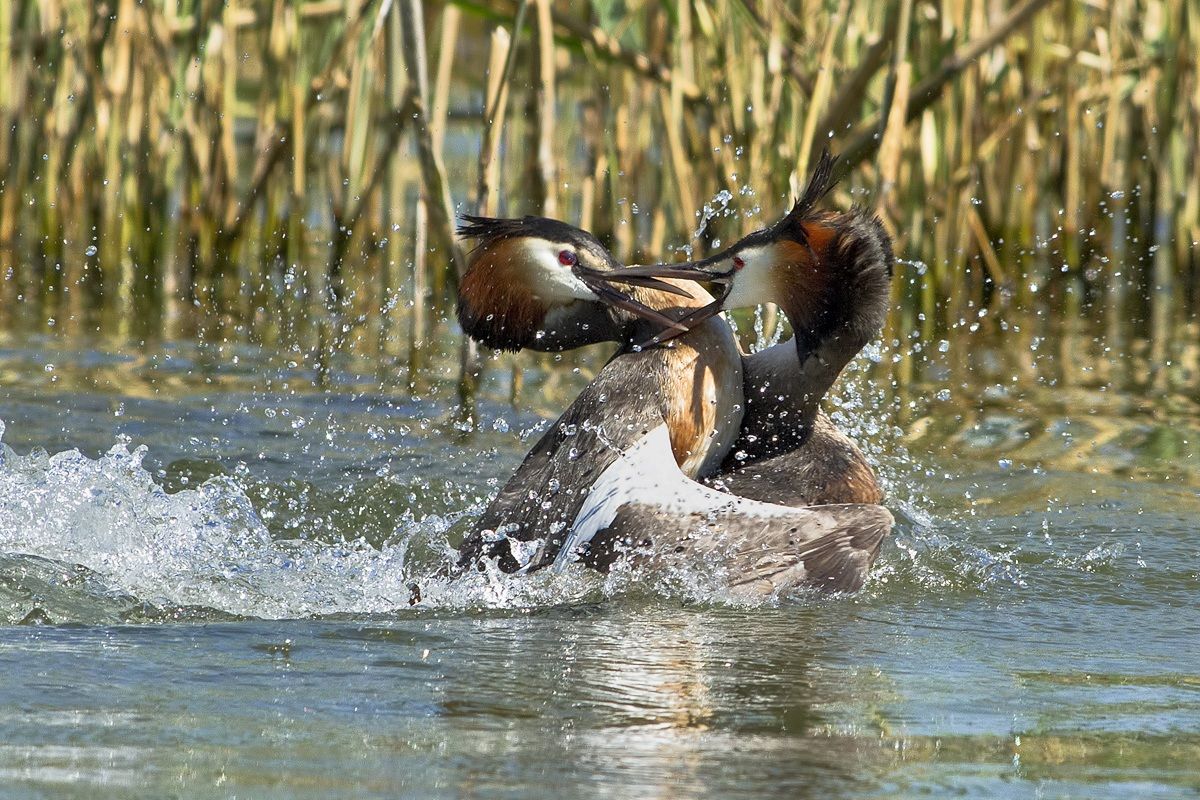 Grebes duelists