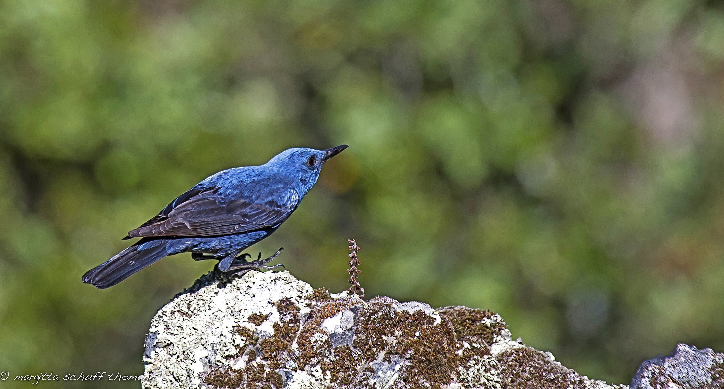 Rock Thrush