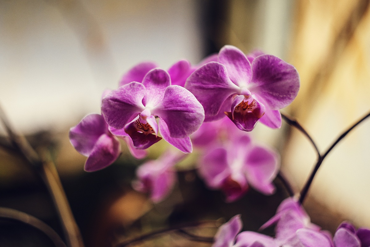 Orchids