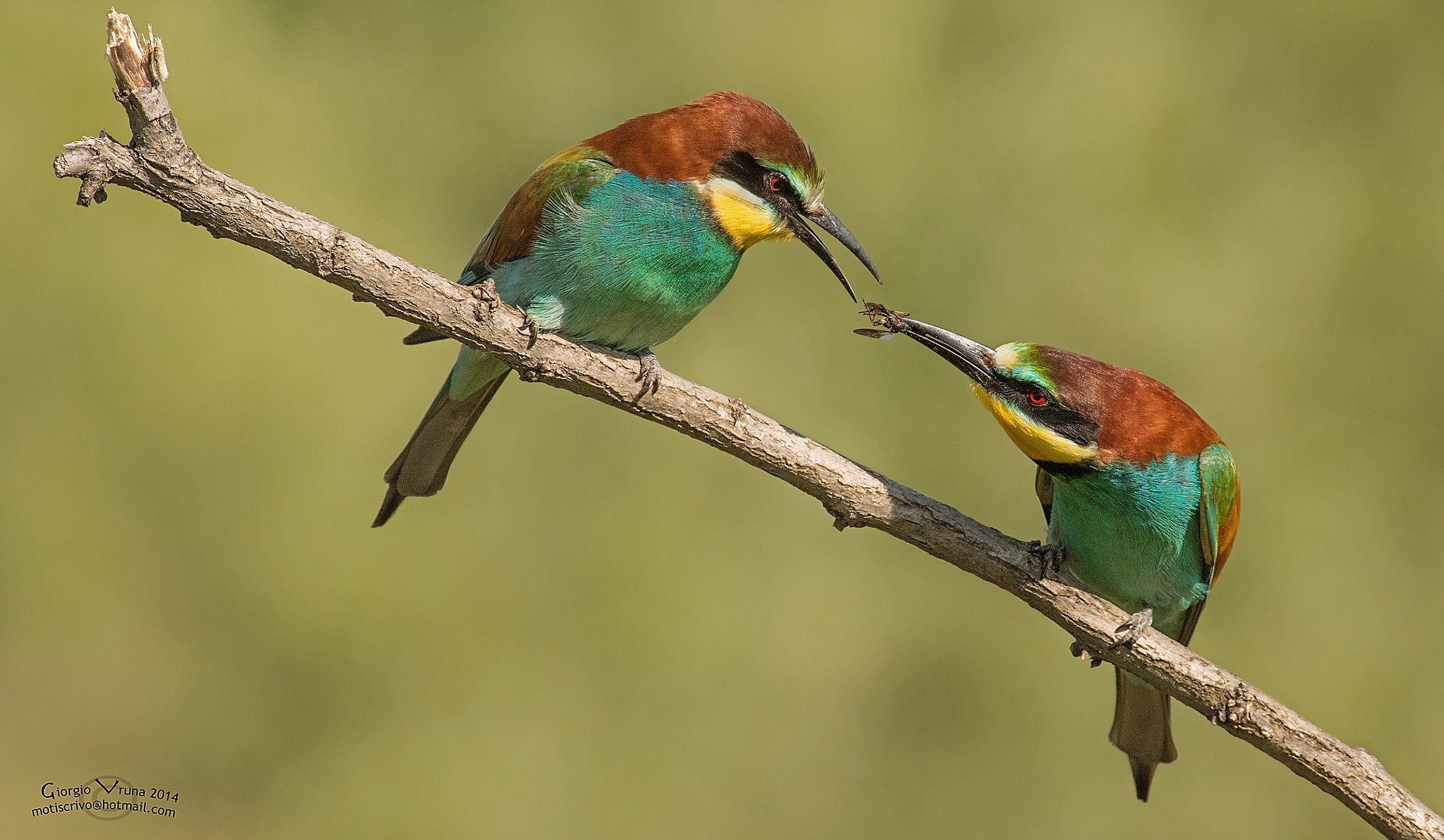 Galanteria fra gruccioni